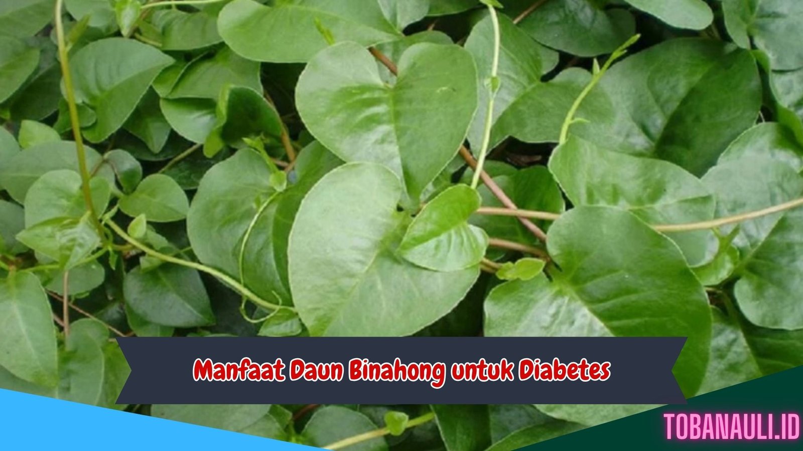 Manfaat Daun Binahong untuk Diabetes