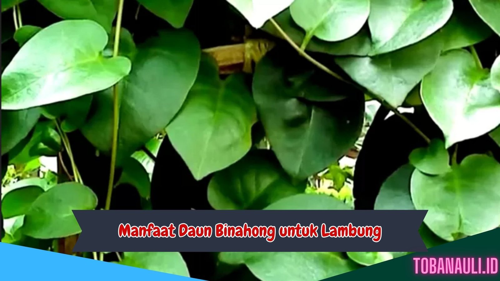 Manfaat Daun Binahong untuk Lambung