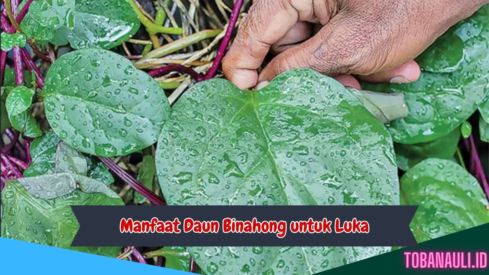 Manfaat Daun Binahong untuk Luka