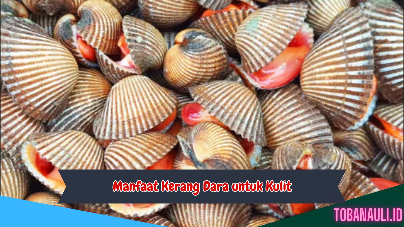 Manfaat Kerang Dara untuk Kulit