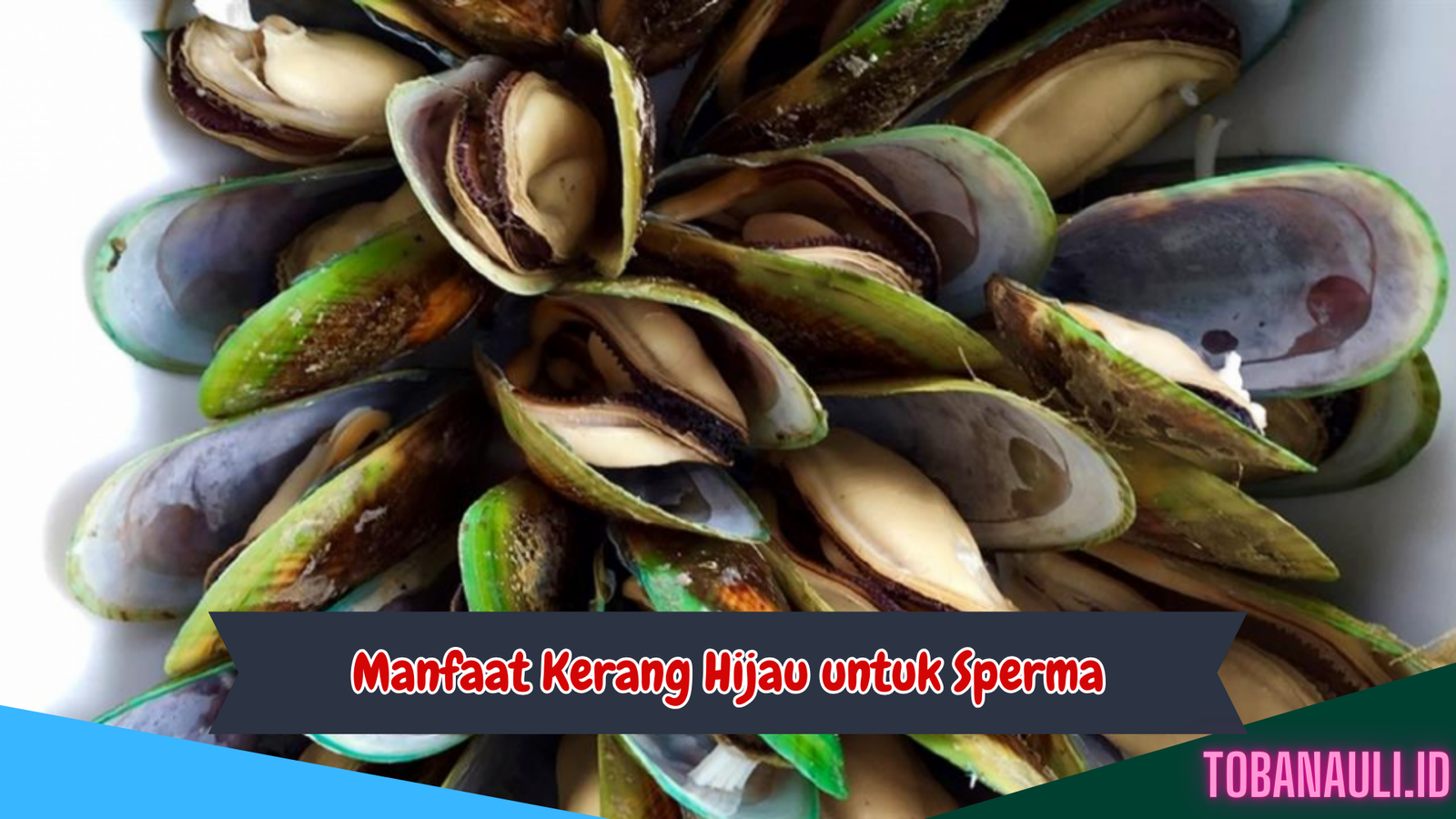 Manfaat Kerang Hijau untuk Sperma