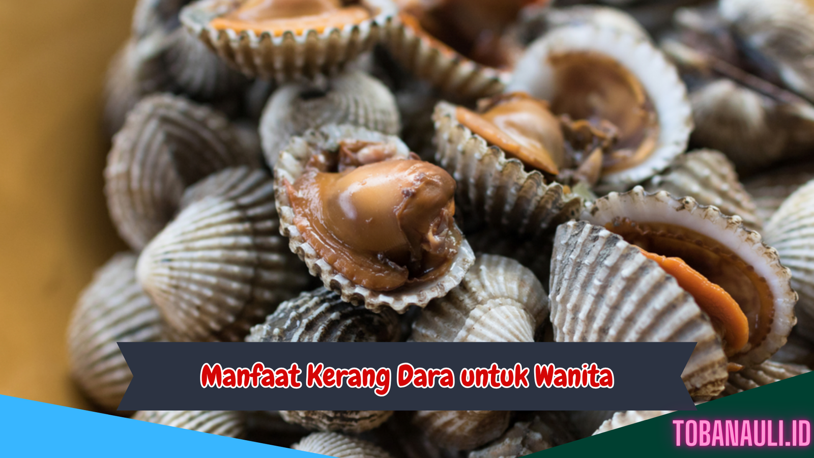 Manfaat Kerang Dara untuk Wanita