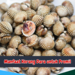 Manfaat Kerang Dara untuk Promil