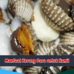 Manfaat Kerang Dara Rebus untuk Hamil