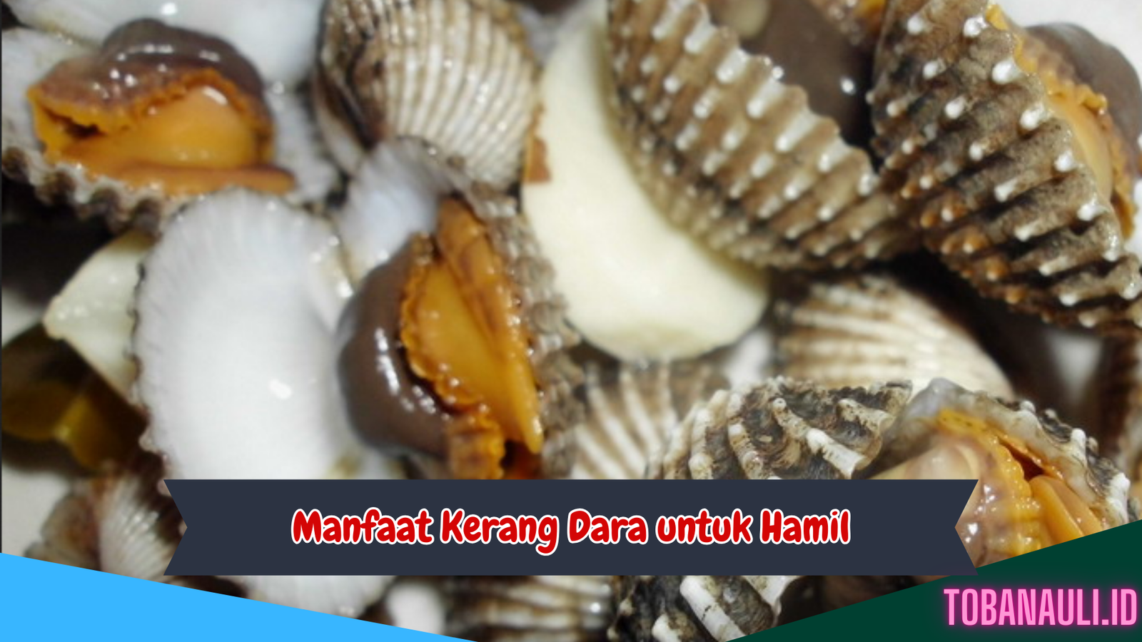 Manfaat Kerang Dara Rebus untuk Hamil