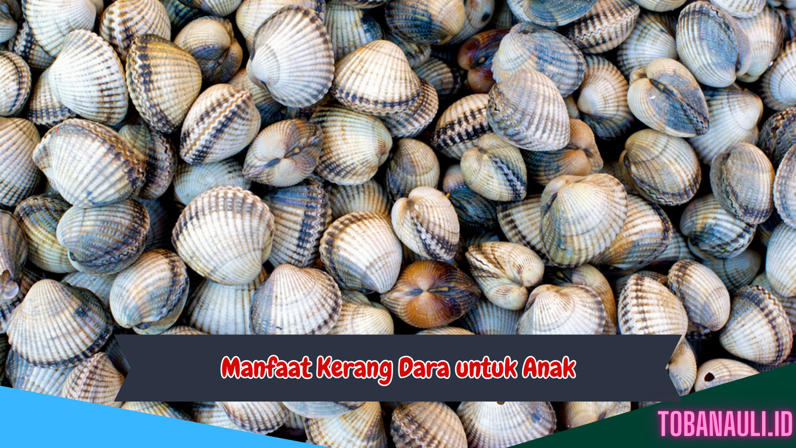 Manfaat Kerang Dara untuk Anak