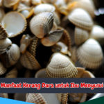 Manfaat Kerang Dara untuk Ibu Menyusui