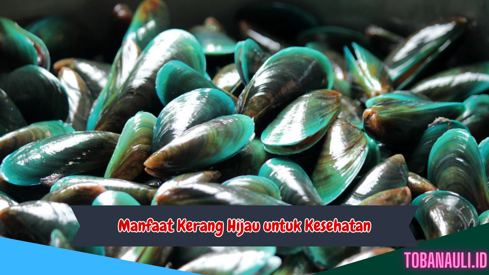 Manfaat Kerang Hijau untuk Kesehatan