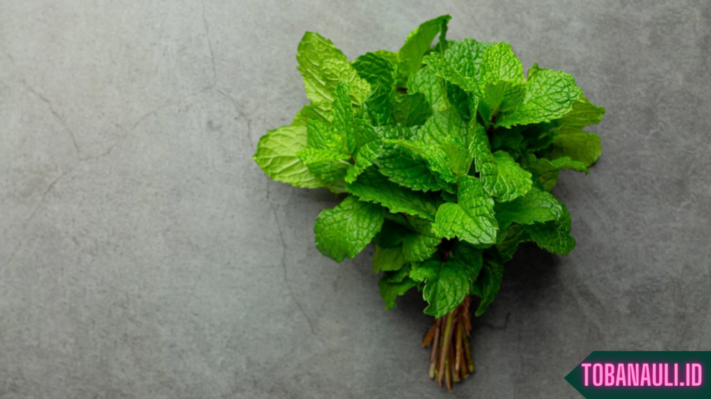 Manfaat Daun Mint untuk Asam Lambung