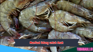 manfaat udang untuk anak