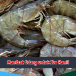 Manfaat Udang untuk Ibu Hamil