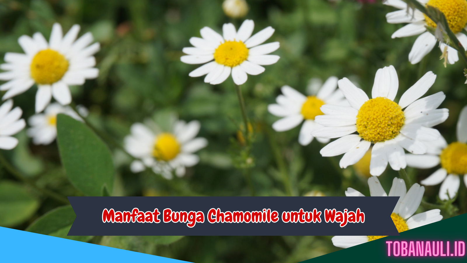 Manfaat Bunga Chamomile untuk Wajah