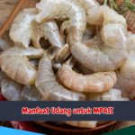 Manfaat Udang untuk Mpasi