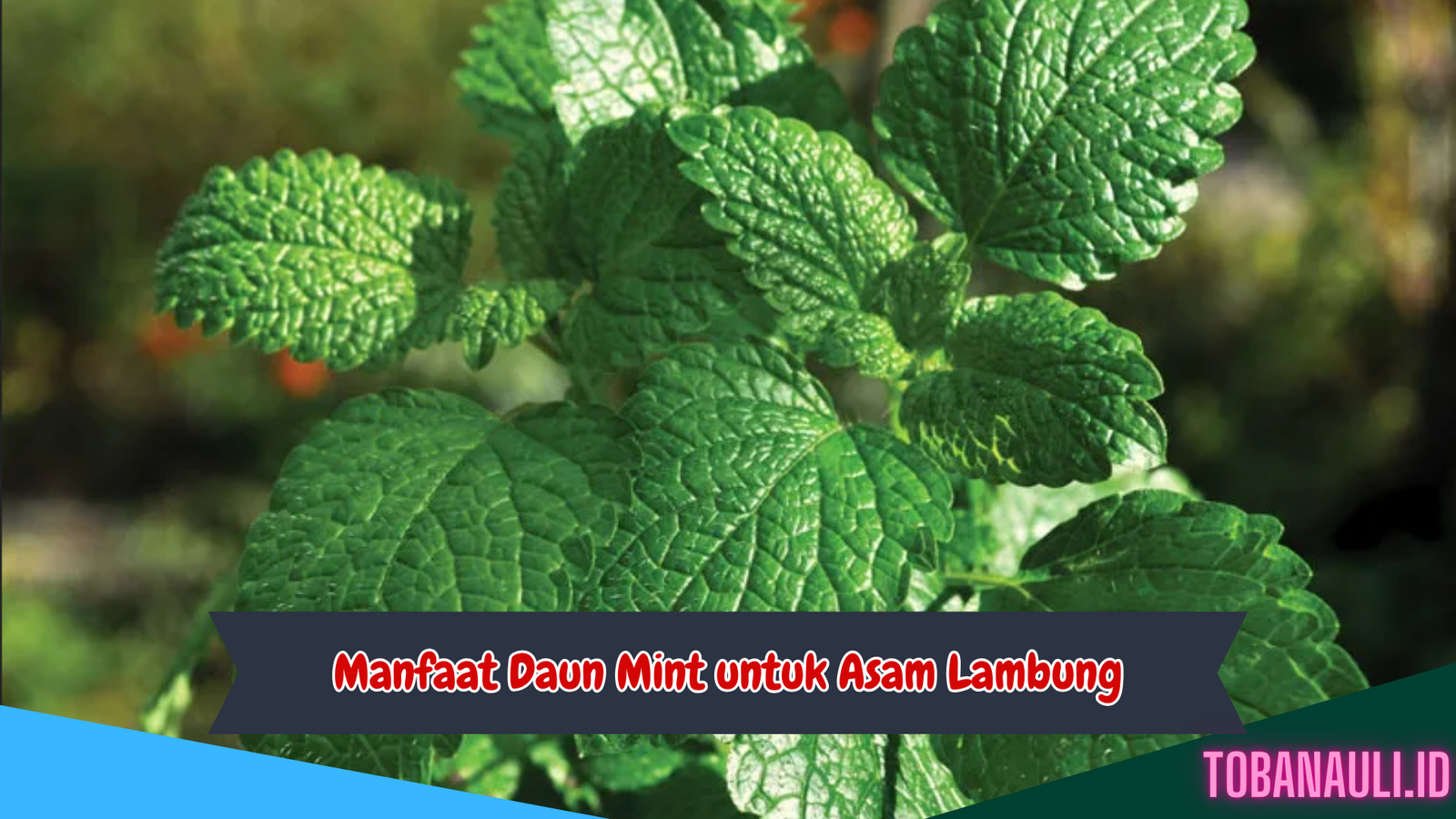 Manfaat Daun Mint untuk Asam Lambung