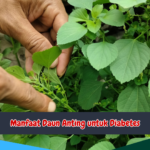 Manfaat Daun Anting untuk Diabetes